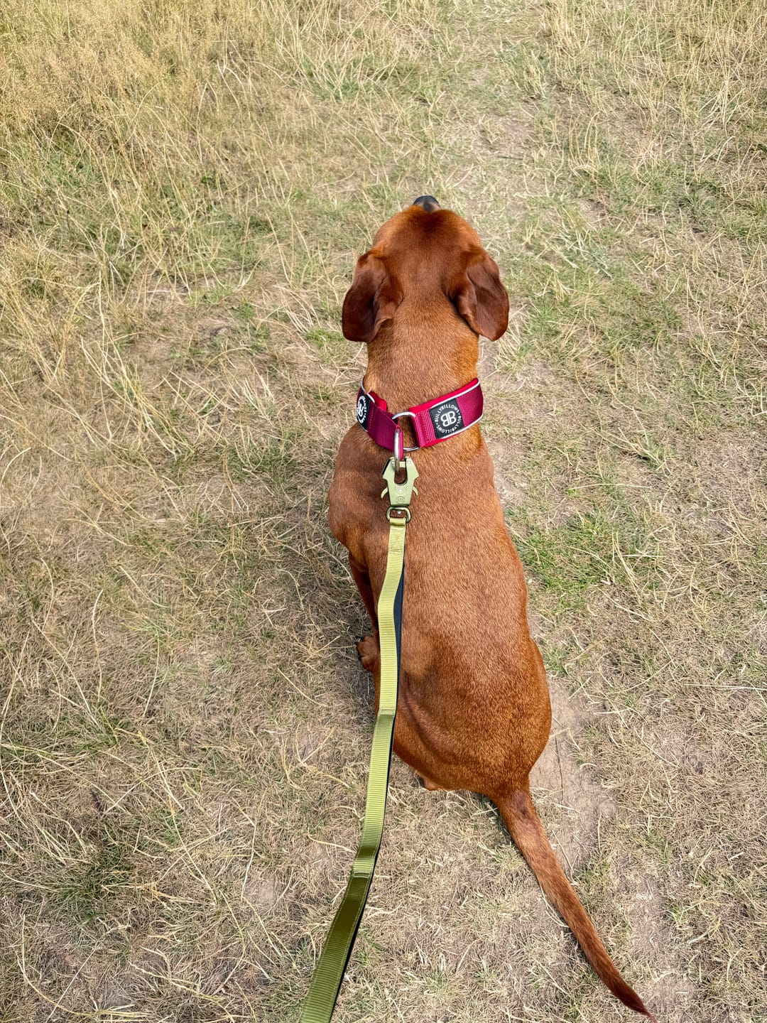 Customer photo review of 5cm Slip on Collar | Foam Padded - Burgundy