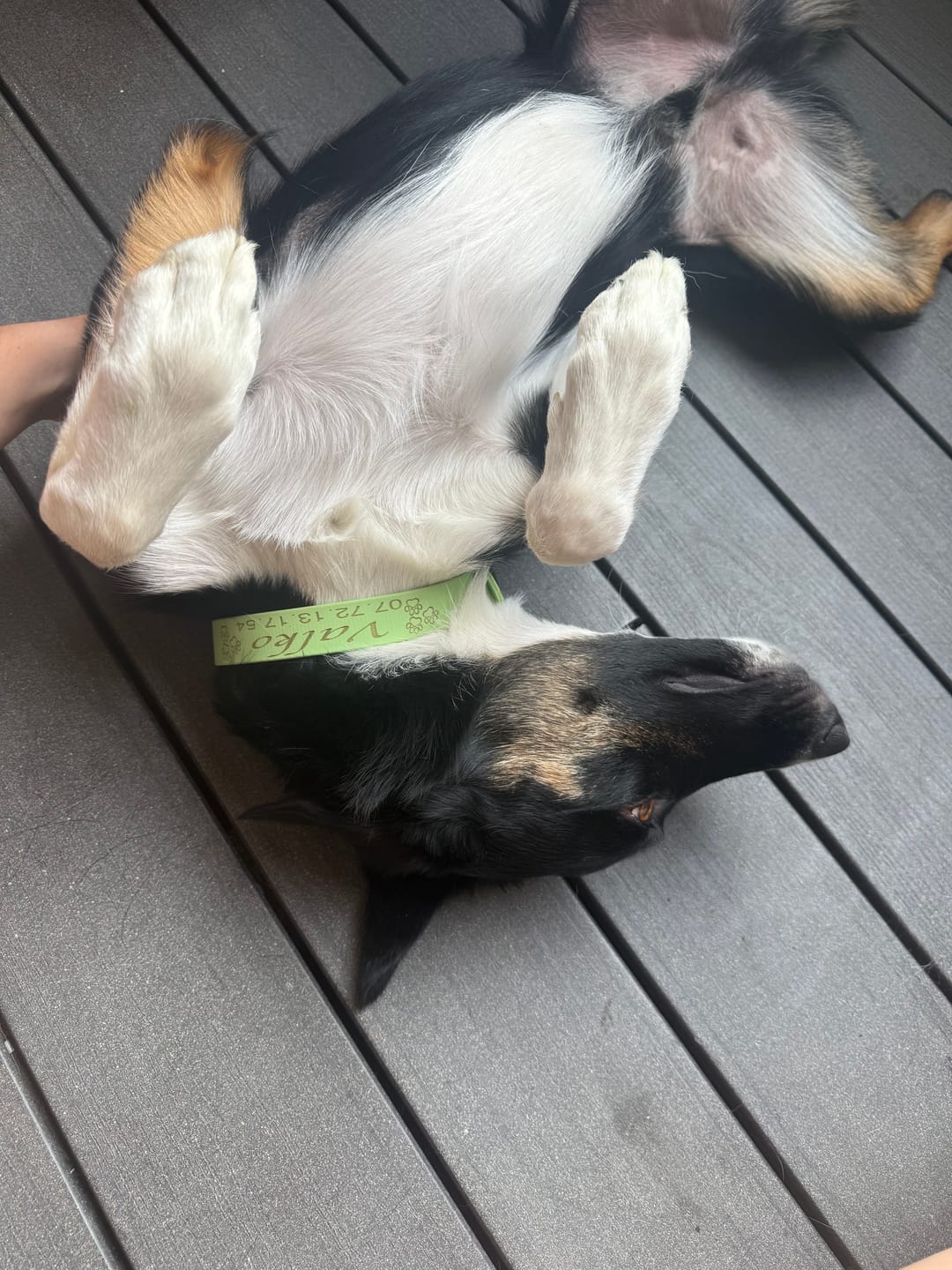 Customer photo review of Collier Chien Personnalisé gravé en Biothane®