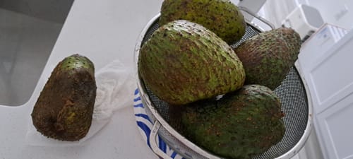 Customer photo review of Soursop