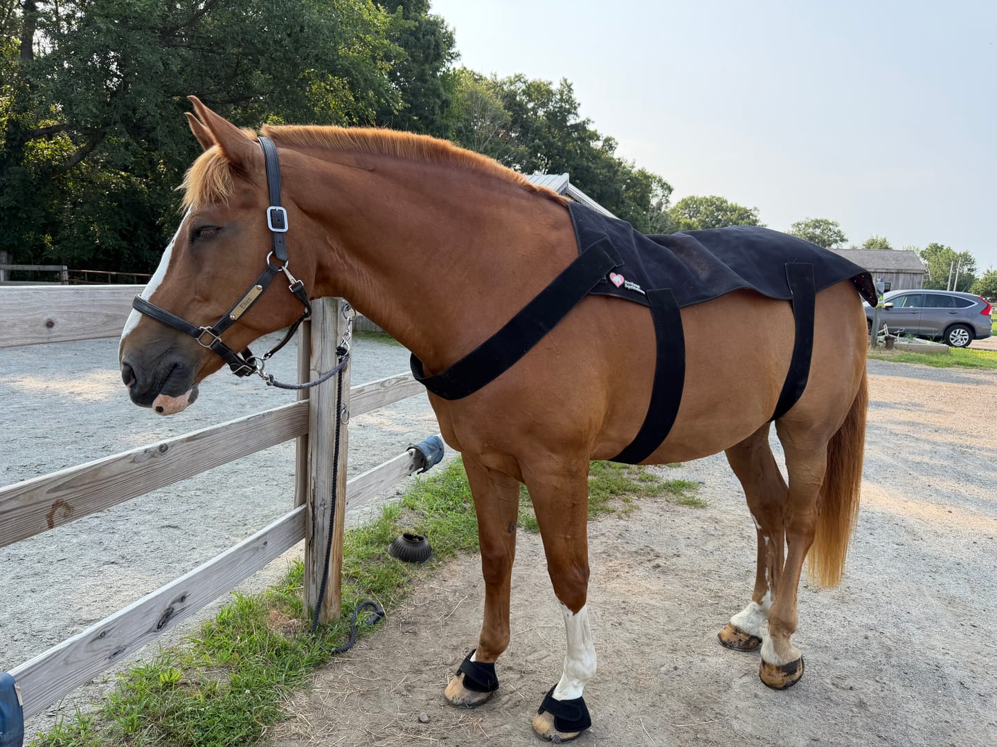 Customer photo review of HorseHalo™ HaloLegs Mini