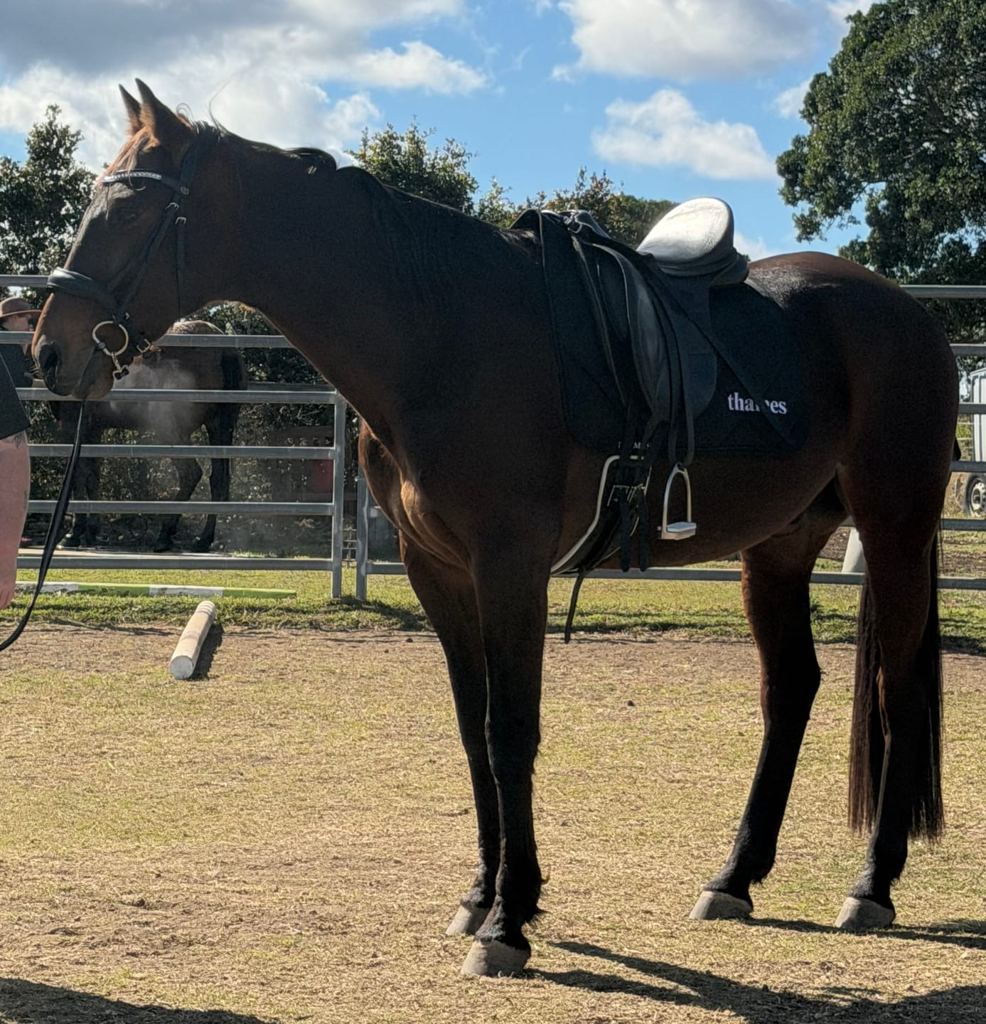 Customer photo review of Thames Hickstead Dressage Pad - White