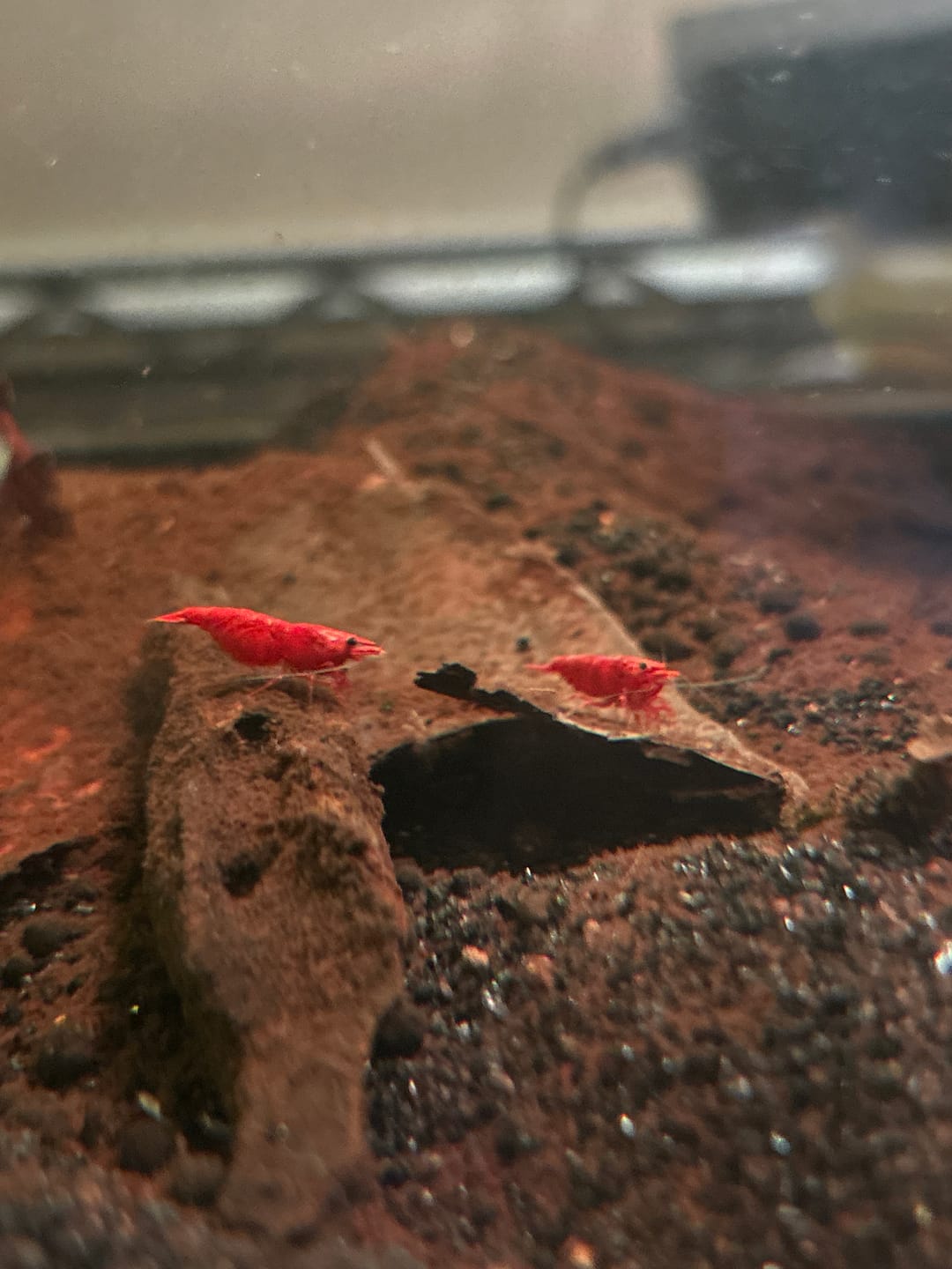 Customer photo review of Fire Red Cherry Shrimp