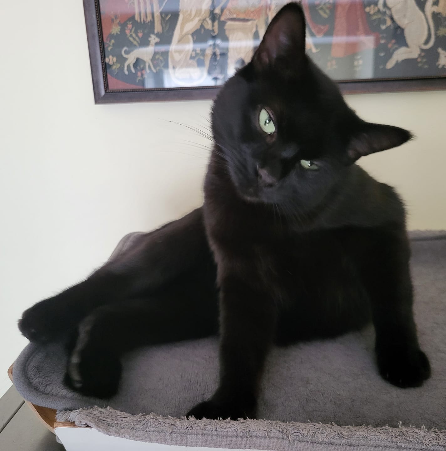 Customer photo review of Pâtées riches en bœuf & aux courgettes (Chat stérilisé et Chat adulte)