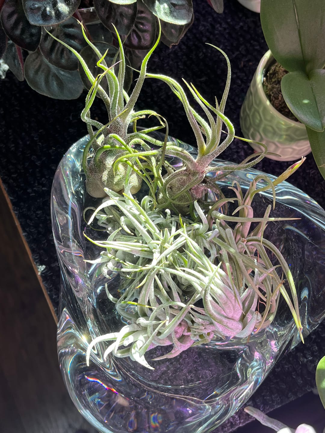 Customer photo review of Subsecundifolia  (Formerly Recurvifolia Var. Subsecundifolia)
