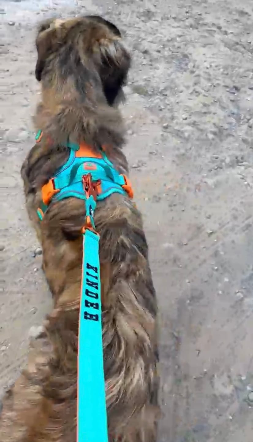 Customer photo review of 1.4m Lighter Swivel Combat Leash | Anti-Tangle & Secure Clip - Turquoise x Orange