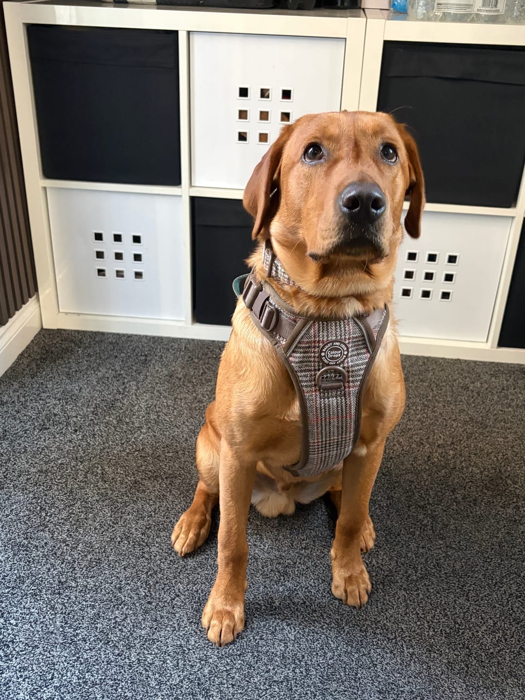 Customer photo review of Trail & Glow Tweed Dog Harness - Colour Drops - Heritage Plaid