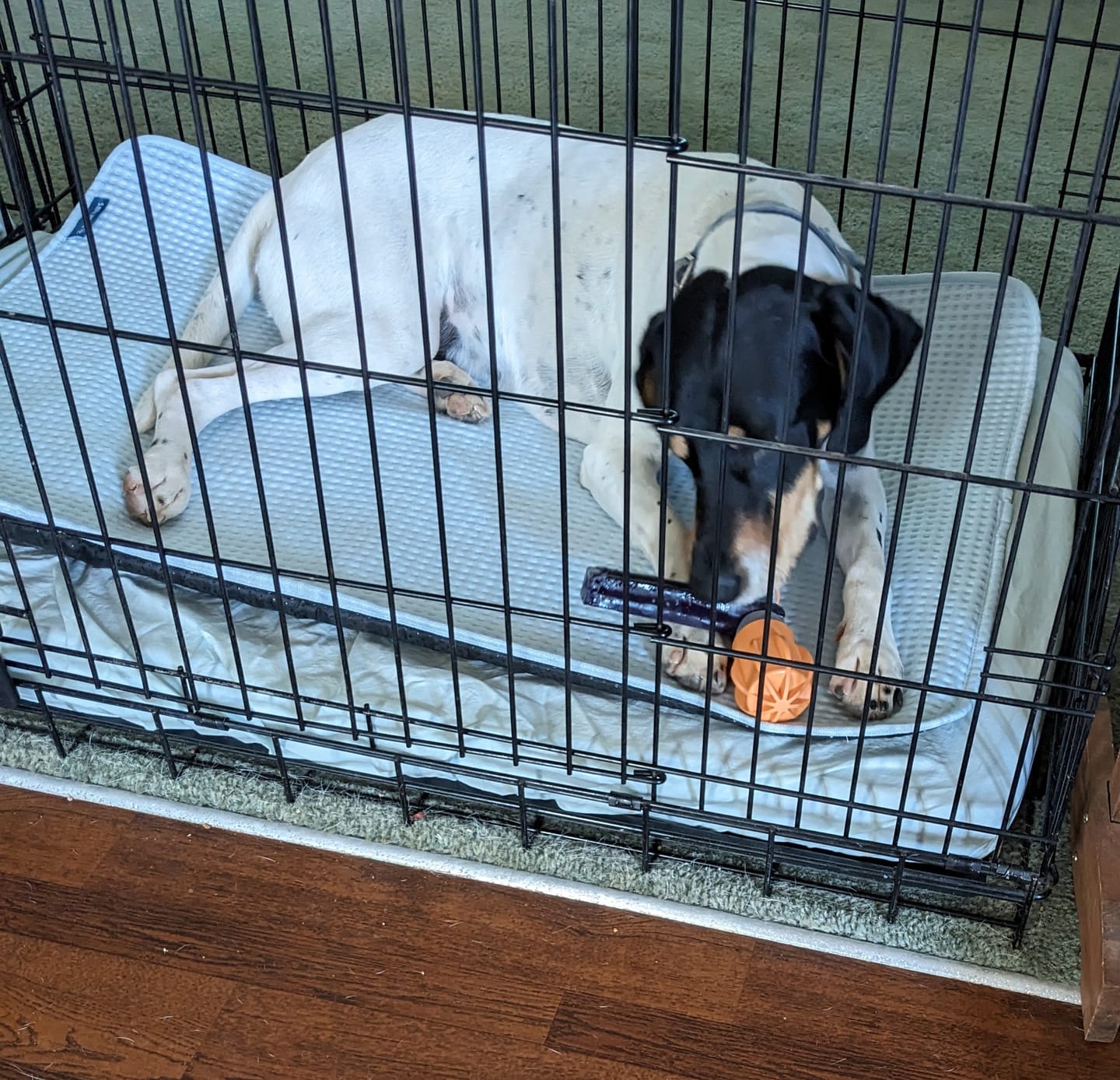 Customer photo review of Dog Chew Holder — No More Choking Risk | Hands-Free Safe Chewing