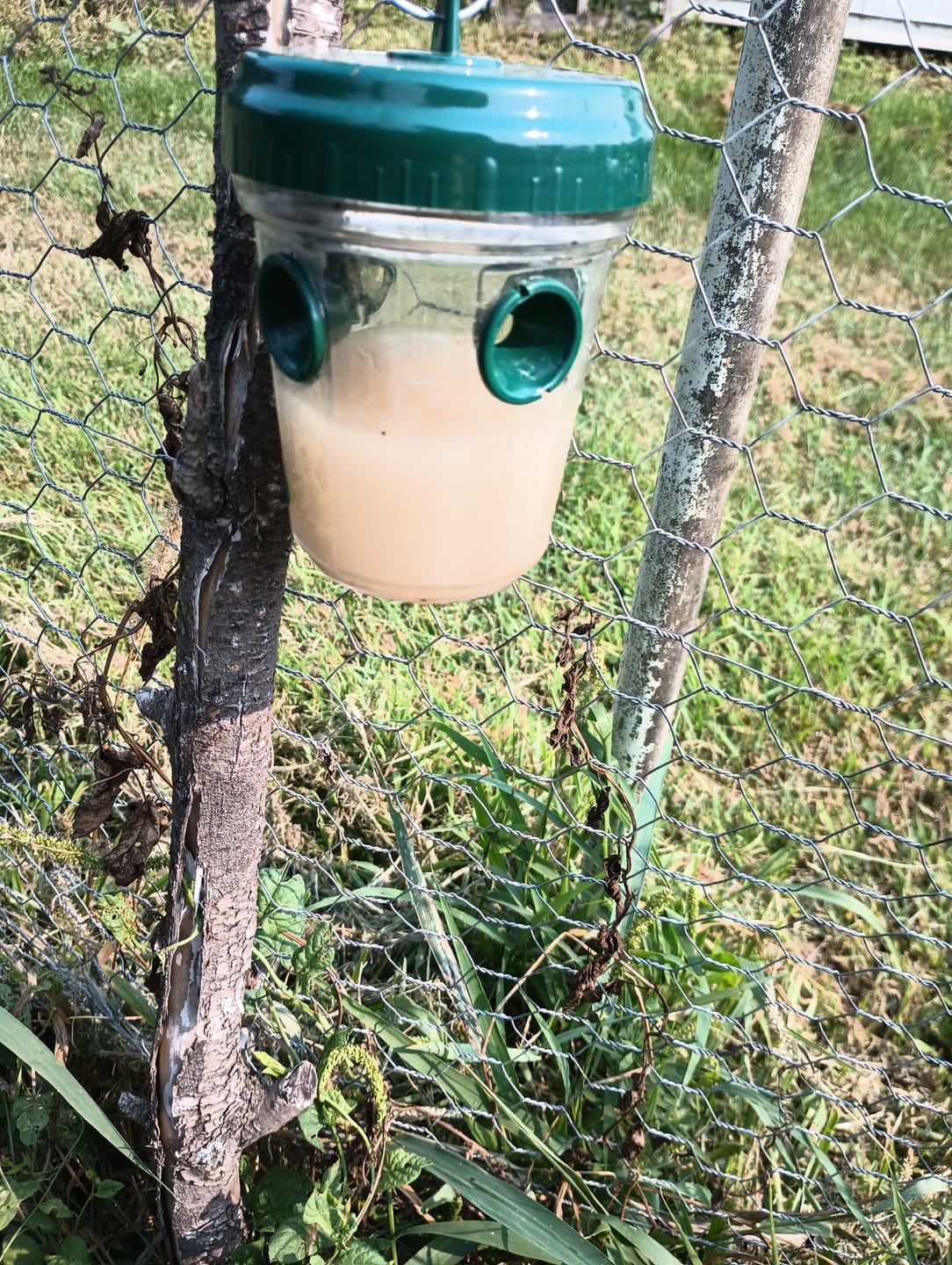 Customer photo review of Mosquito TNT 2.0