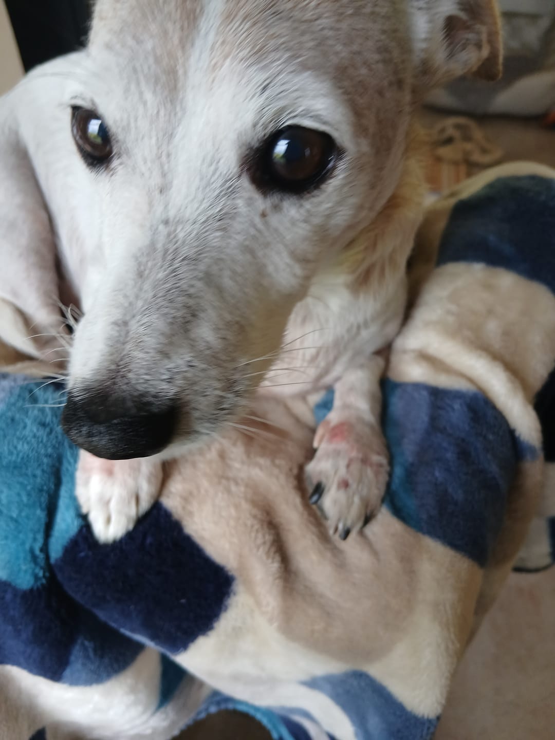 Customer photo review of Dog Duo Pack
