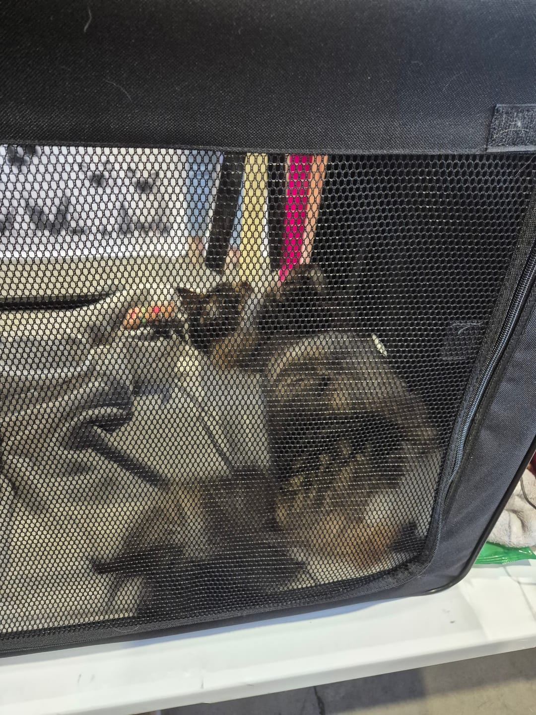 Customer photo review of Cage d'exposition pliable (Chat)