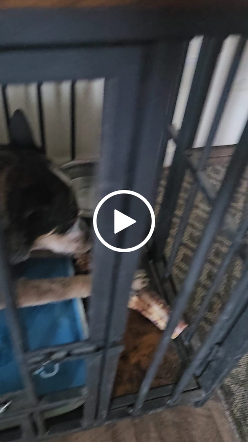 Customer video review of Large Ostrich Cane (11.5" x 5"): The Ultimate Long-Lasting Chew for Medium, Large & XL Dogs