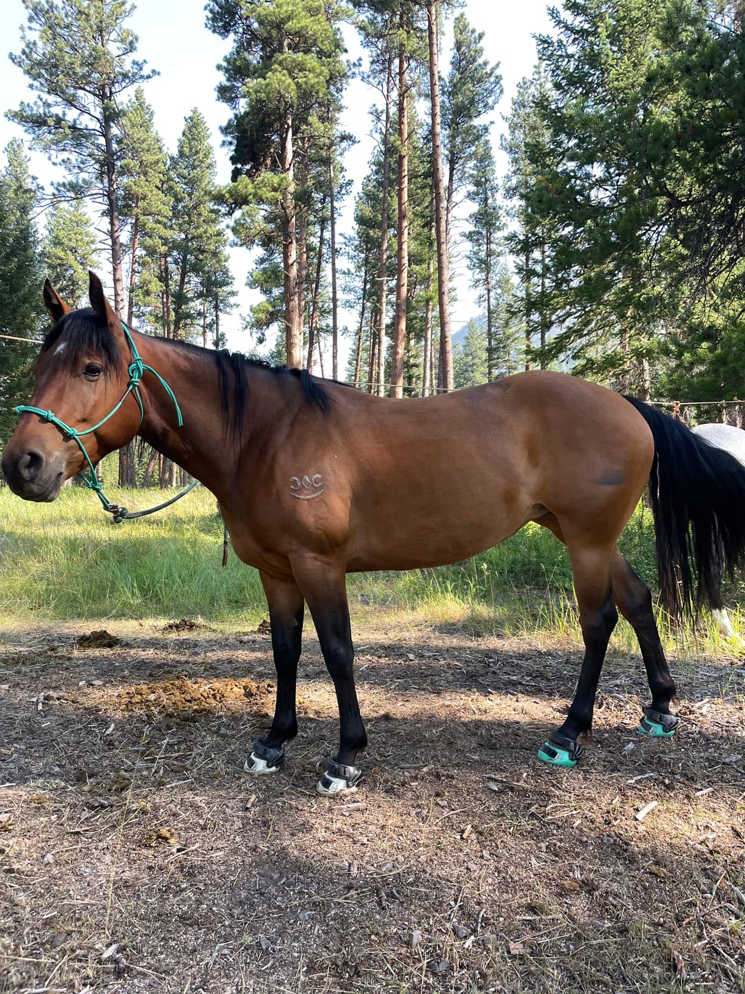 Customer photo review of Renegade® Viper Glow™ Hoof Boot - Caribbean Dream