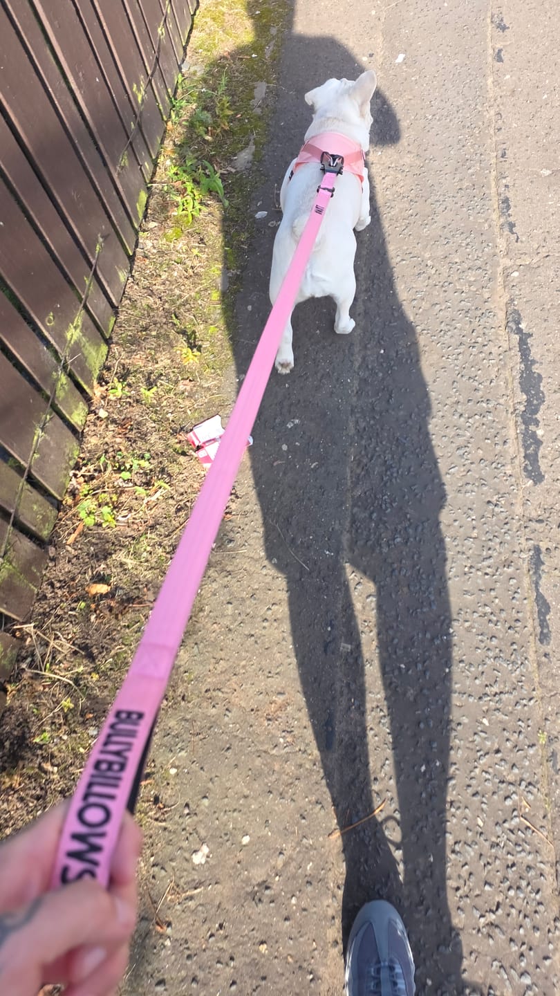 Customer photo review of 1.4m Swivel Combat Lead | Anti-Tangle & Secure Clip - Pink