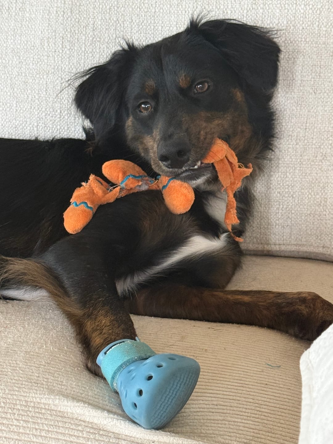 Customer photo review of WagWellie® Mojave Single