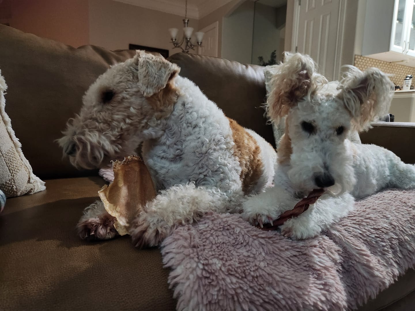 Customer photo review of 6 Inch Thick Braided Bully Stick