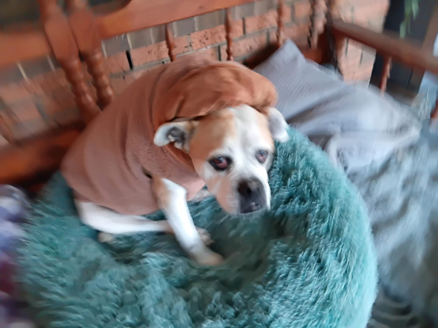 Customer photo review of Teddy Sherpa Dog Jacket - Light Green