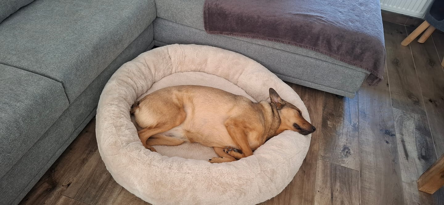 Customer photo review of Pet Perfect Orthopedische Donutmand