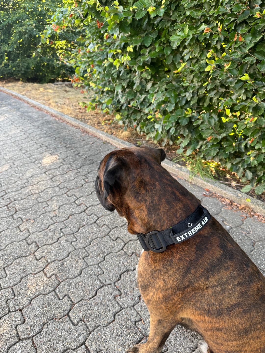 Customer photo review of Extreme Air Set Night Black - Lätt och slitstarkt hundset