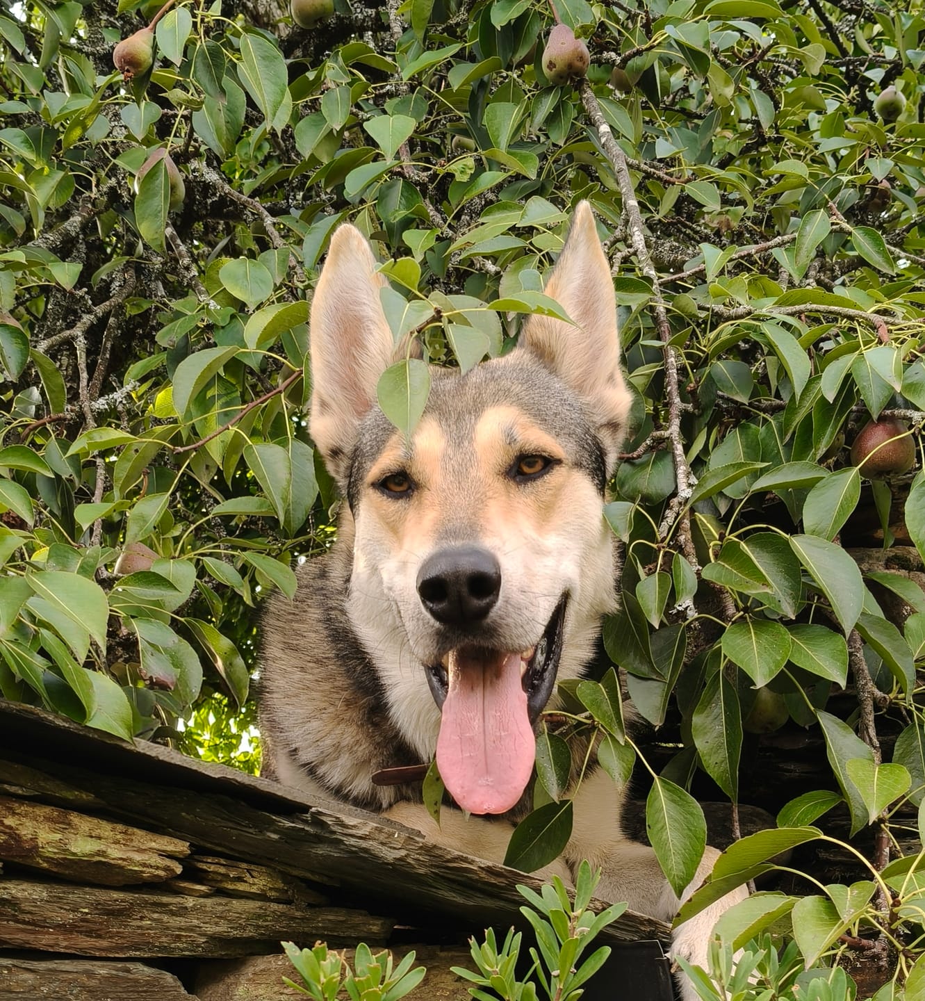 Customer photo review of Grain Free Giant Puppy