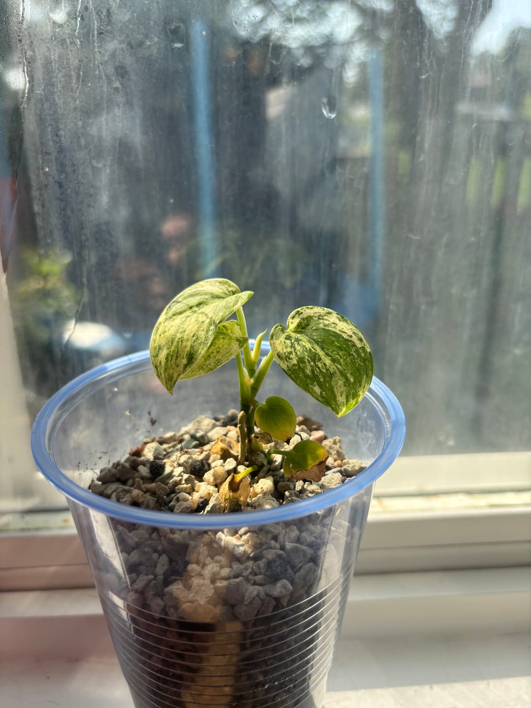 Customer photo review of Scindapsus Pictus Variegated