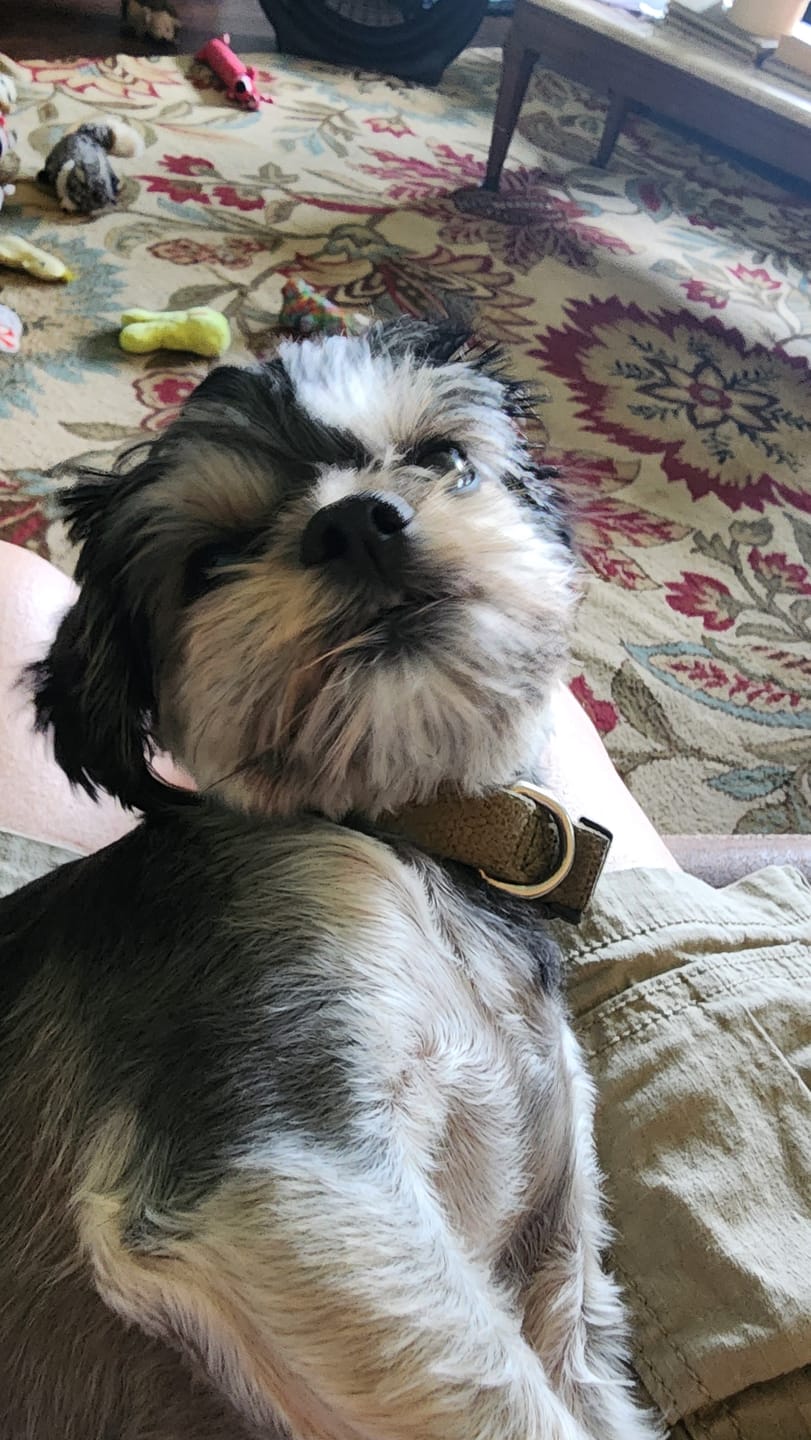 Customer photo review of Simparica TRIO - Triple Protection for Dogs in One Tasty Monthly Chew