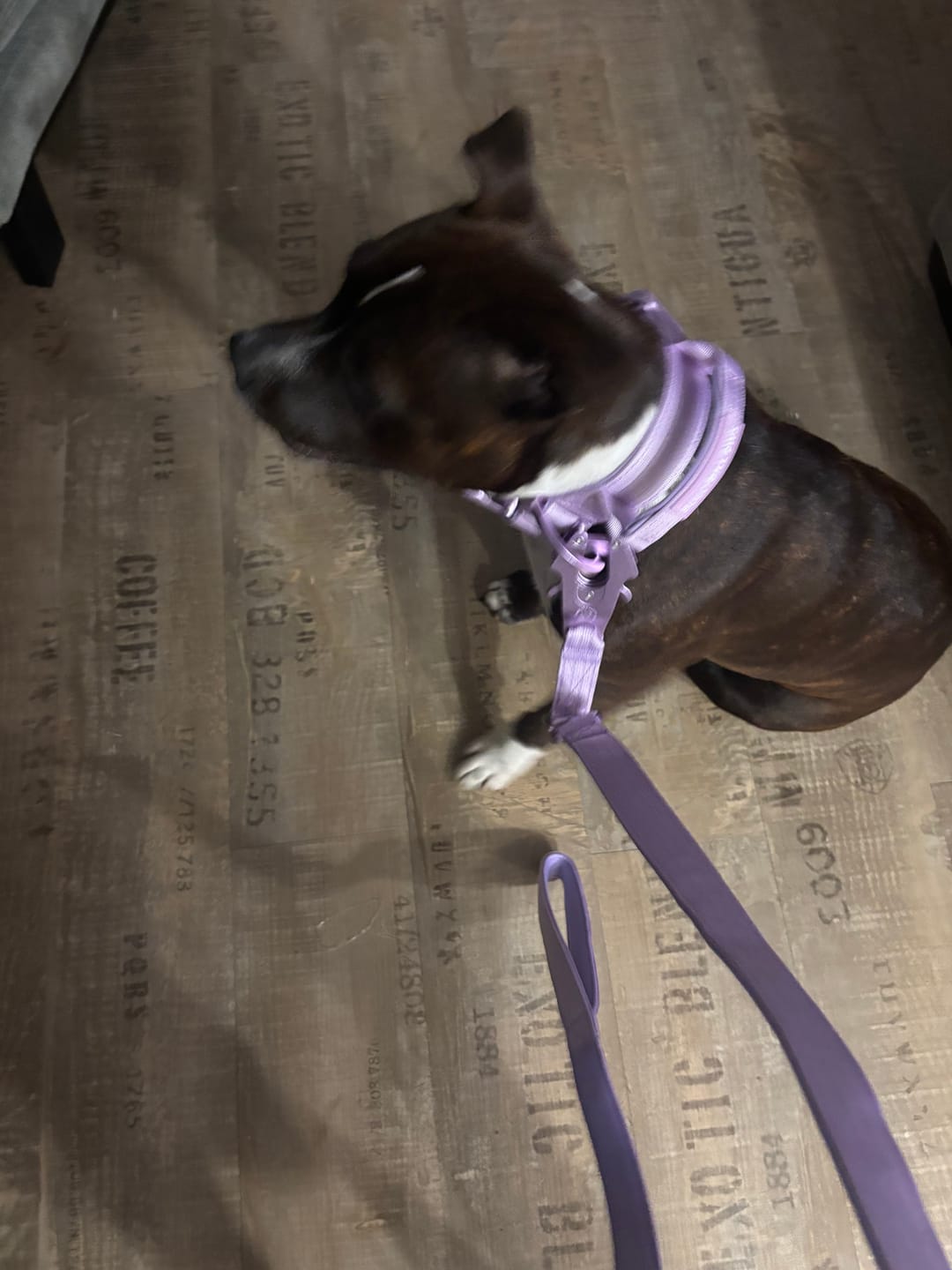 Customer photo review of 1.4m Lighter Swivel Combat Leash | Anti-Tangle & Secure Clip - Lavender X Ube