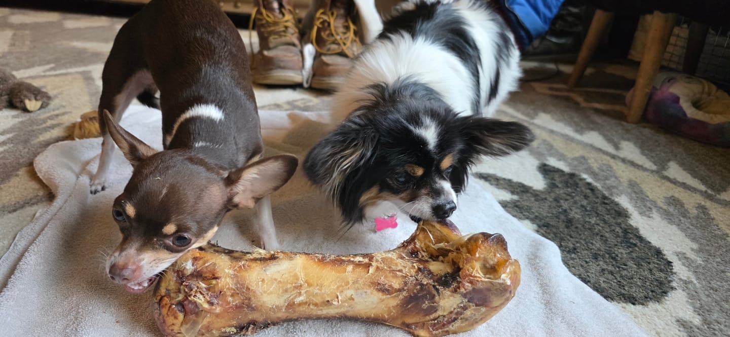 Customer photo review of Ostrich Hip Bone (12" x 5"x 3”): The Durable, Flavor-Packed Chew for Medium & Large Dogs
