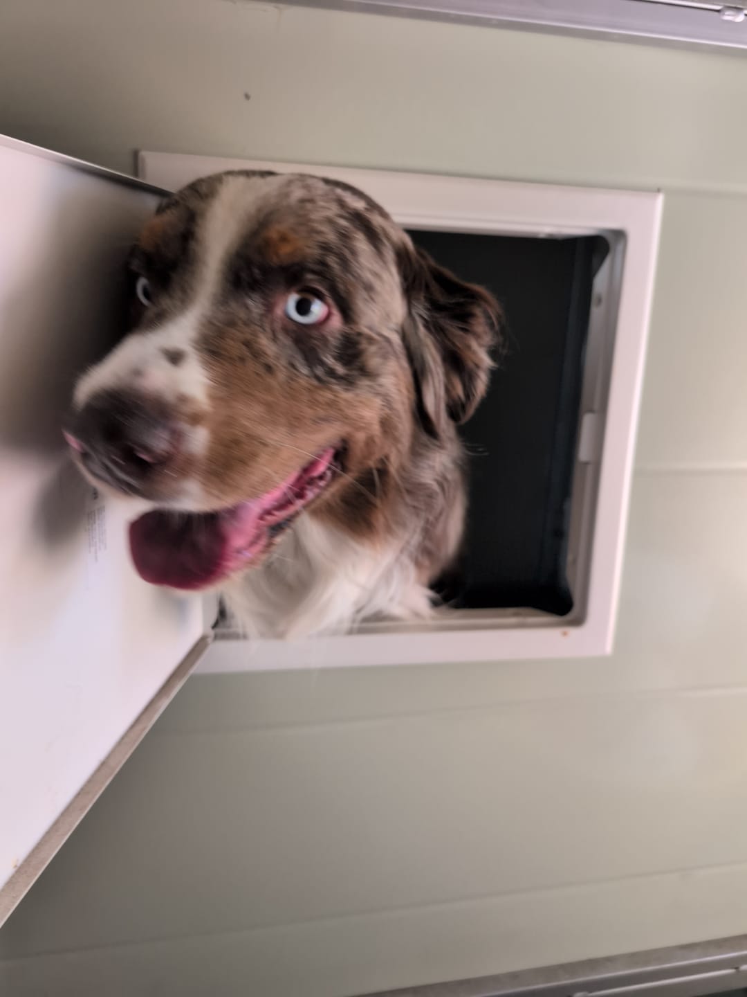 Customer photo review of Raised Safety Kennel