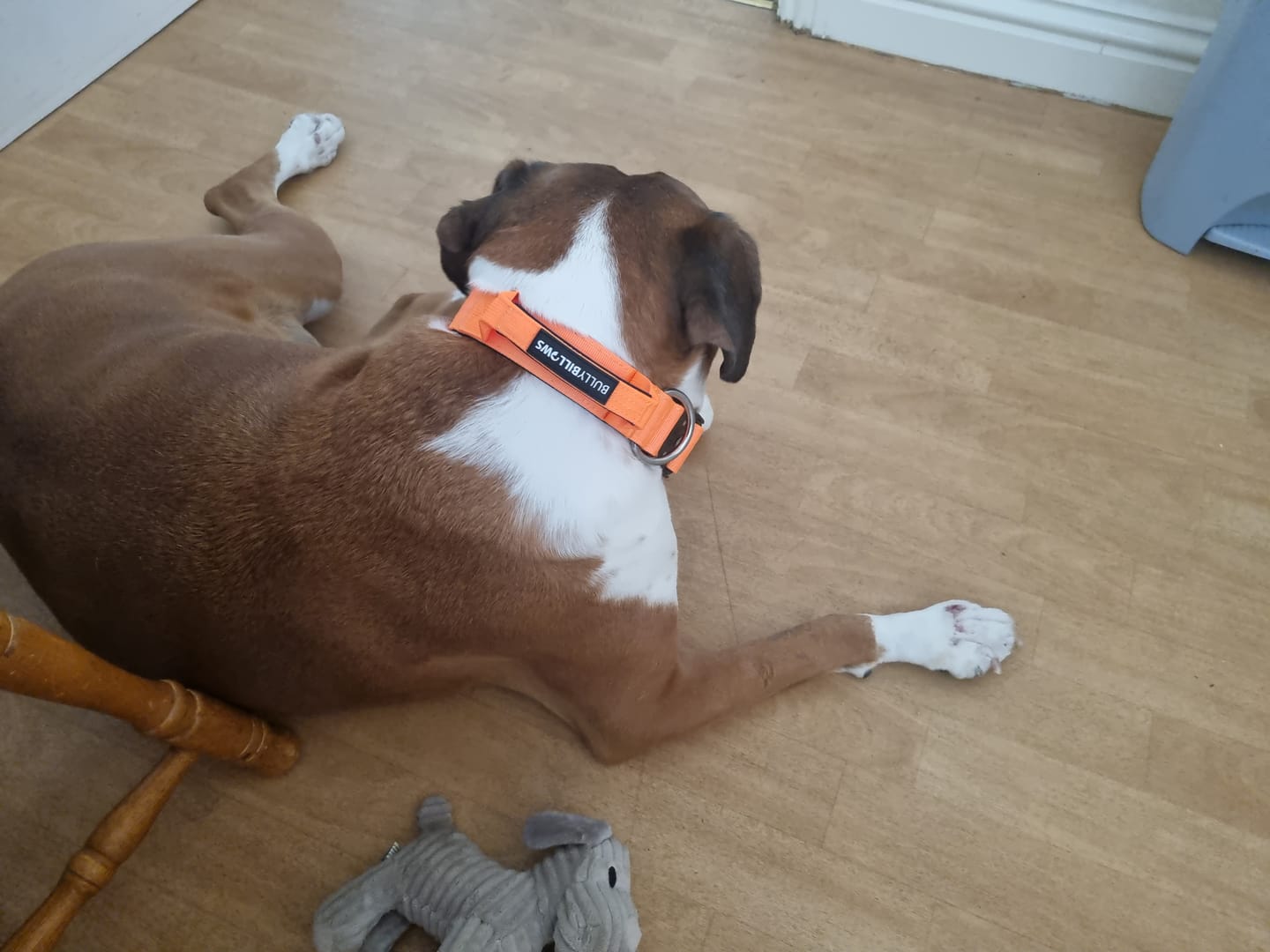 Customer photo review of 4cm Combat® Collar | With Handle & Secured Clip - Orange