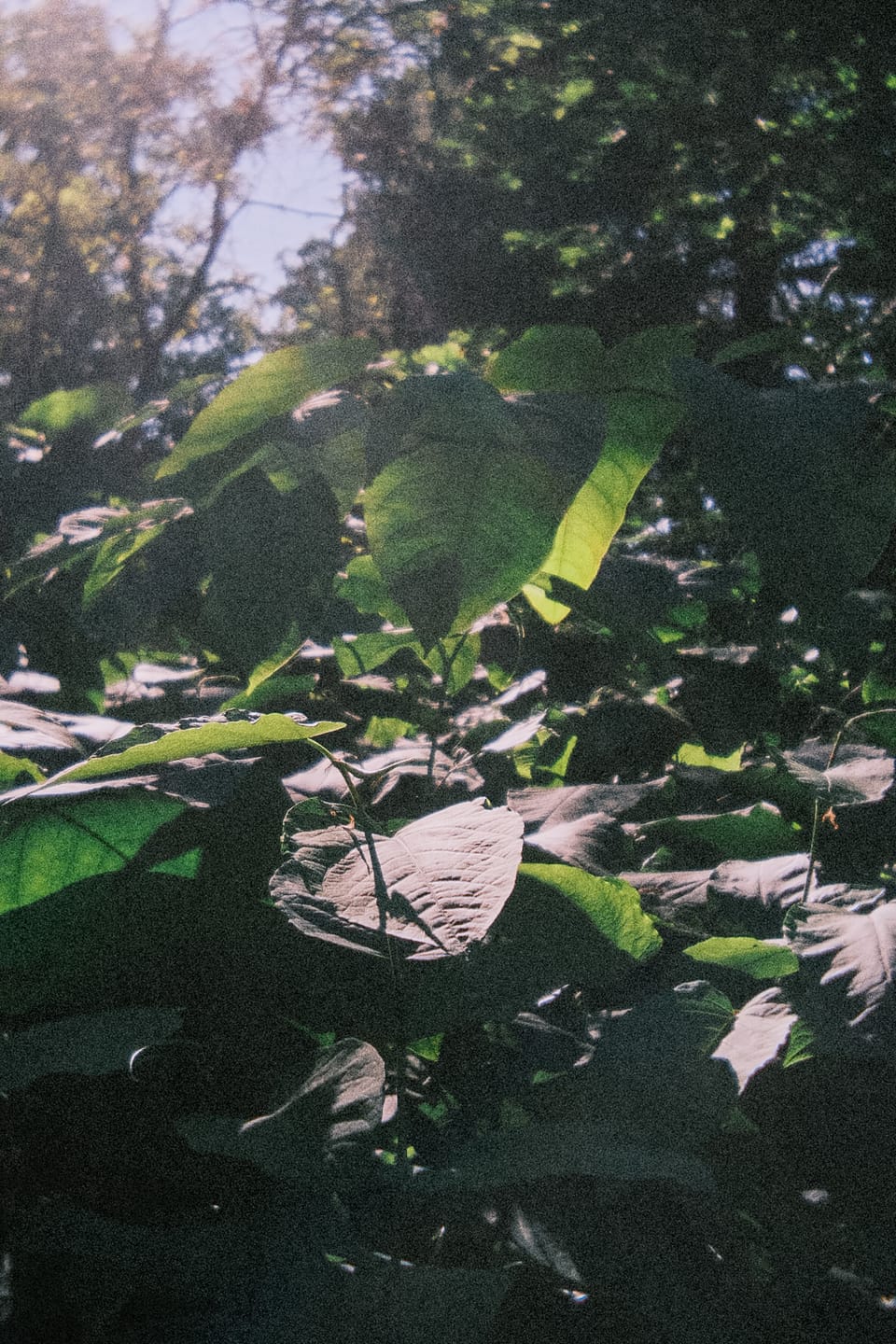 Customer photo review of Film Simulation Preset Pack