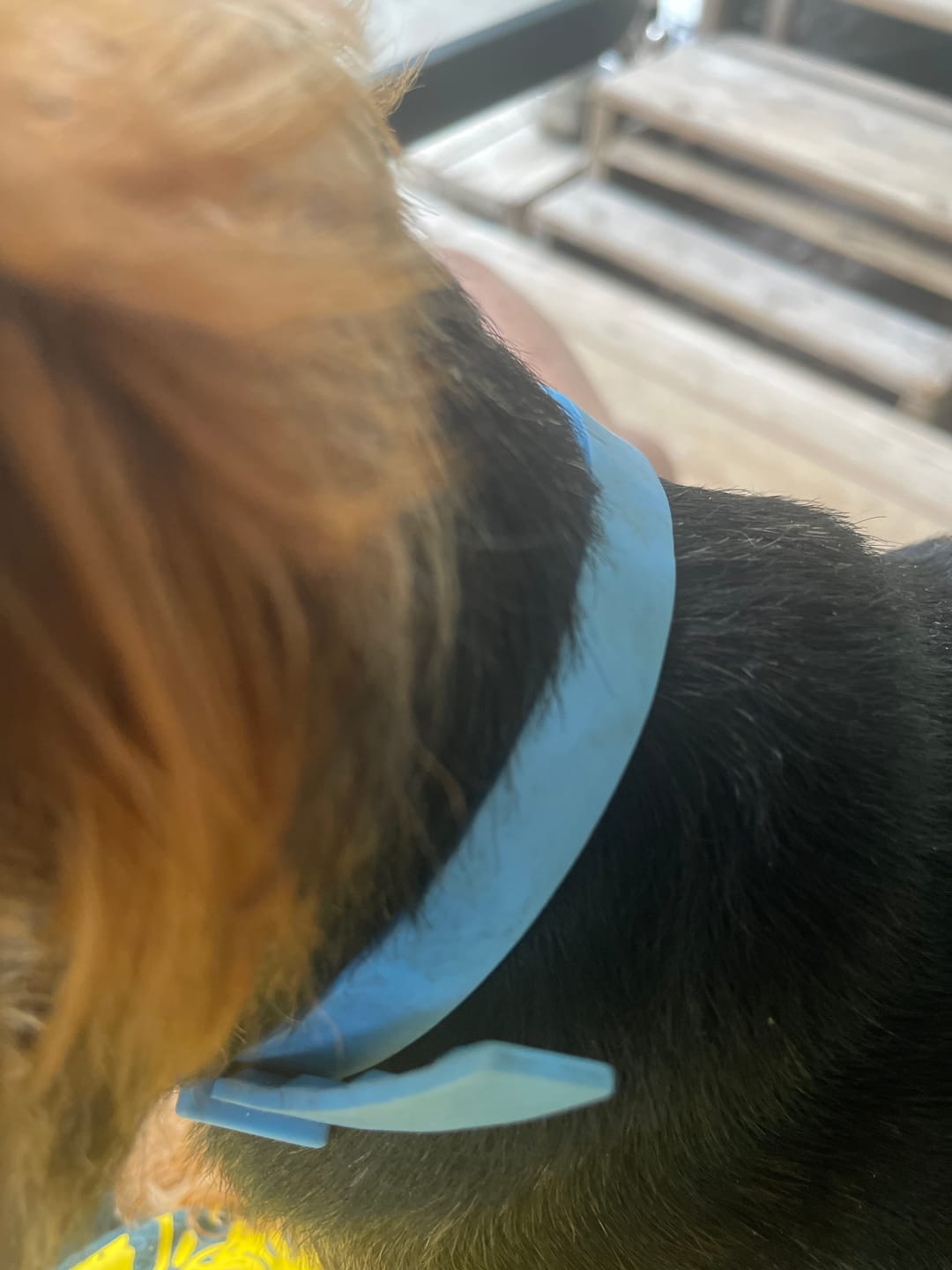 Customer photo review of FurLife™ - 8 Months All Natural Flea and Tick Collar for Dogs