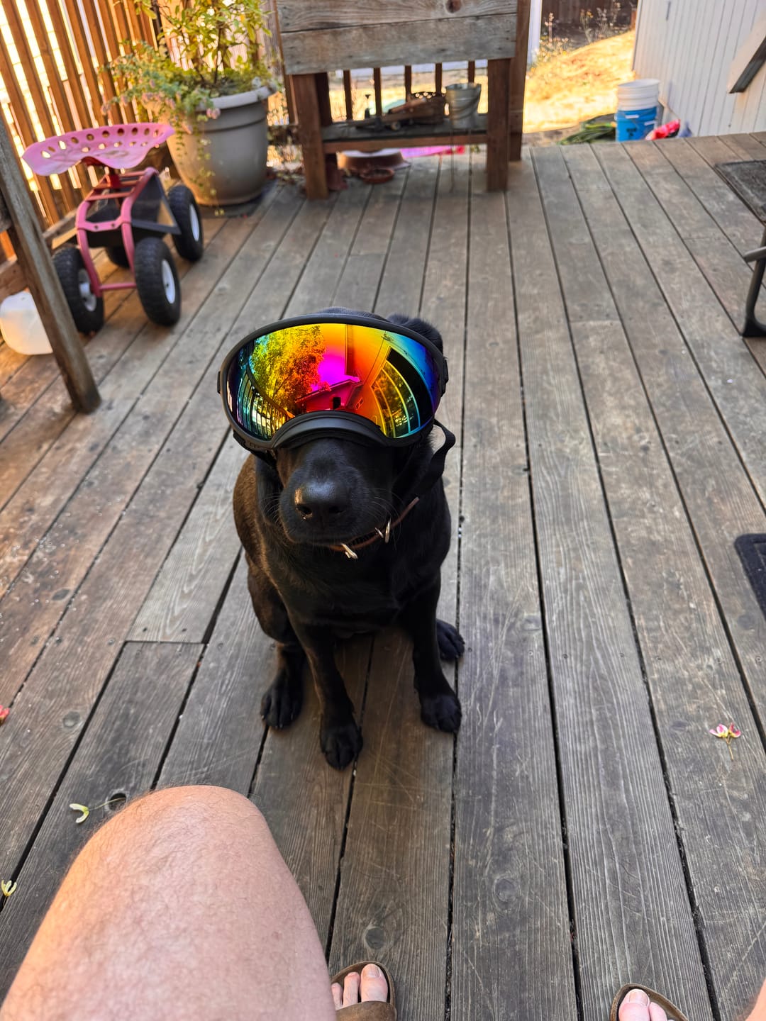 Customer photo review of Team K9® Dog Goggles