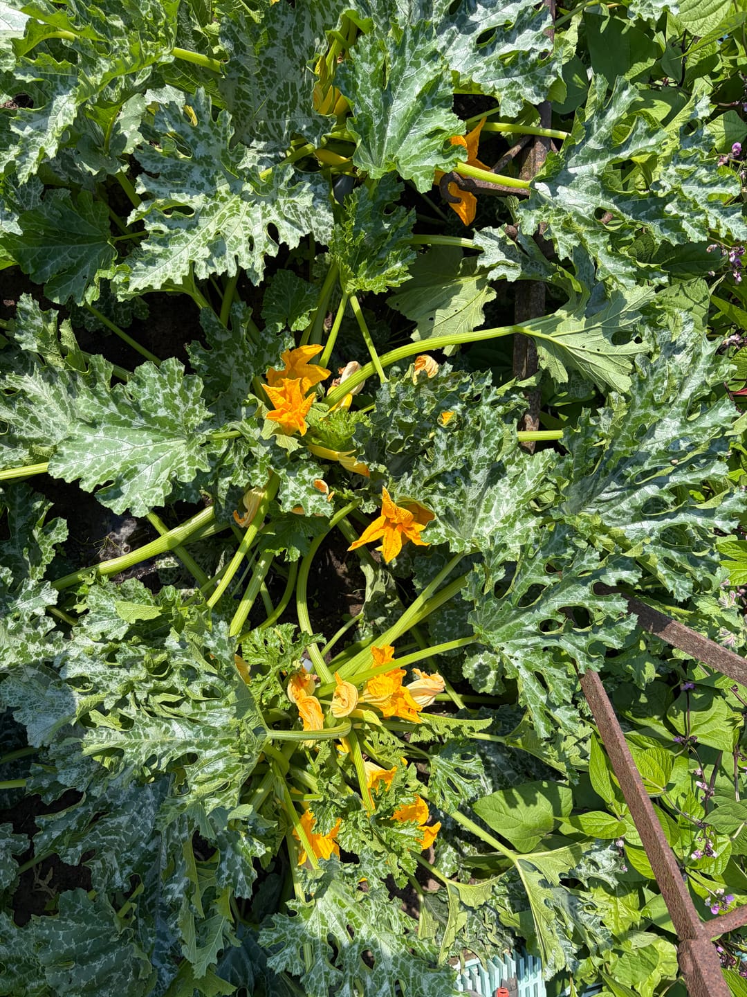 Customer photo review of Gelbe Zucchini ‘Daisy‘