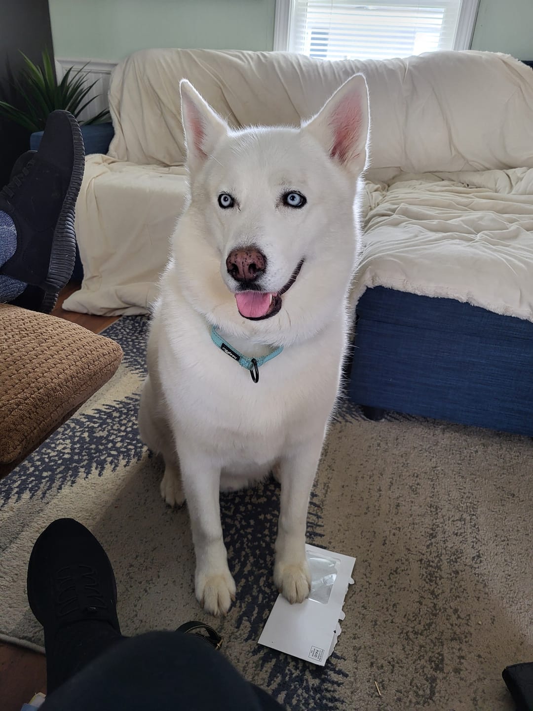 Customer photo review of FurLife™ 12 Months Flea and Tick Free