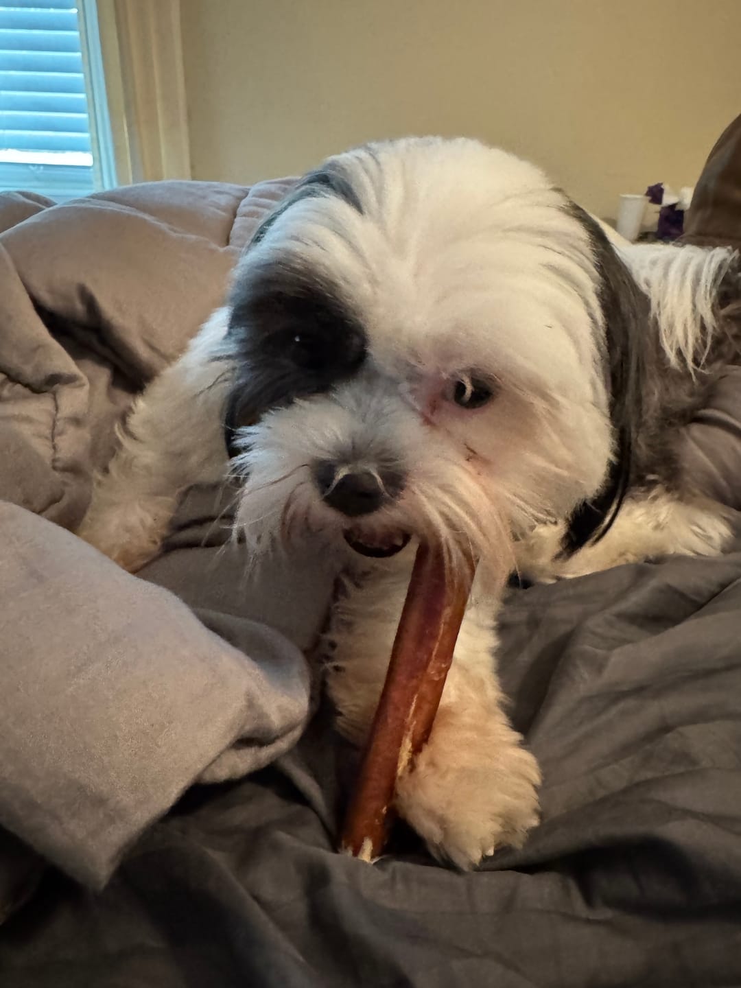 Customer photo review of 6-Inch Standard Bully Sticks — 100% Beef, Easily Digestible, Long-Lasting Chew