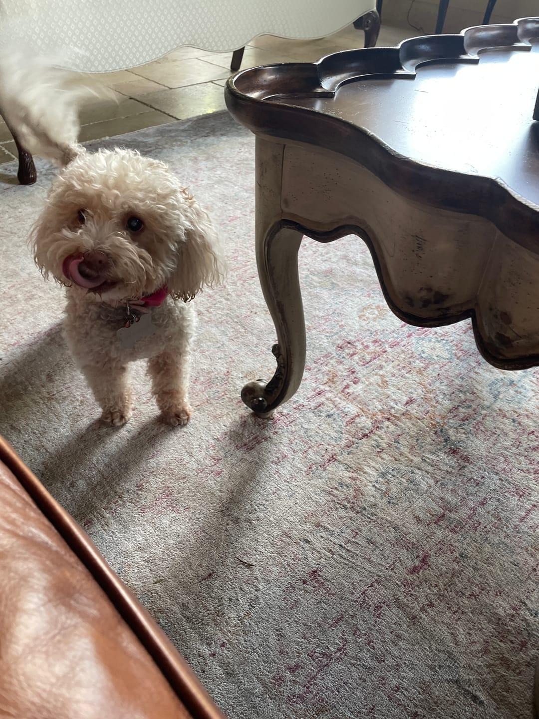 Customer photo review of FurLife™ 12 Months Flea and Tick Free