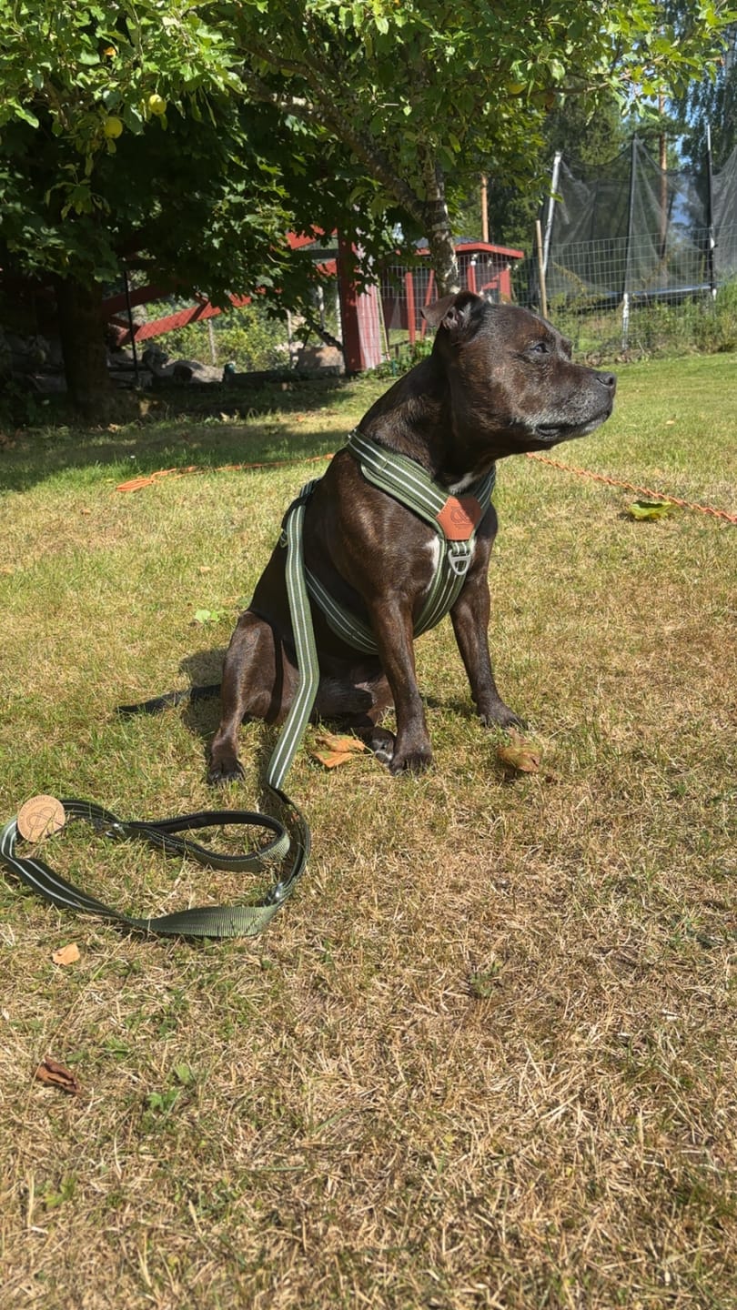 Customer photo review of Staffordshire Bull Terrier 1935® Harness & Leash Set - Green