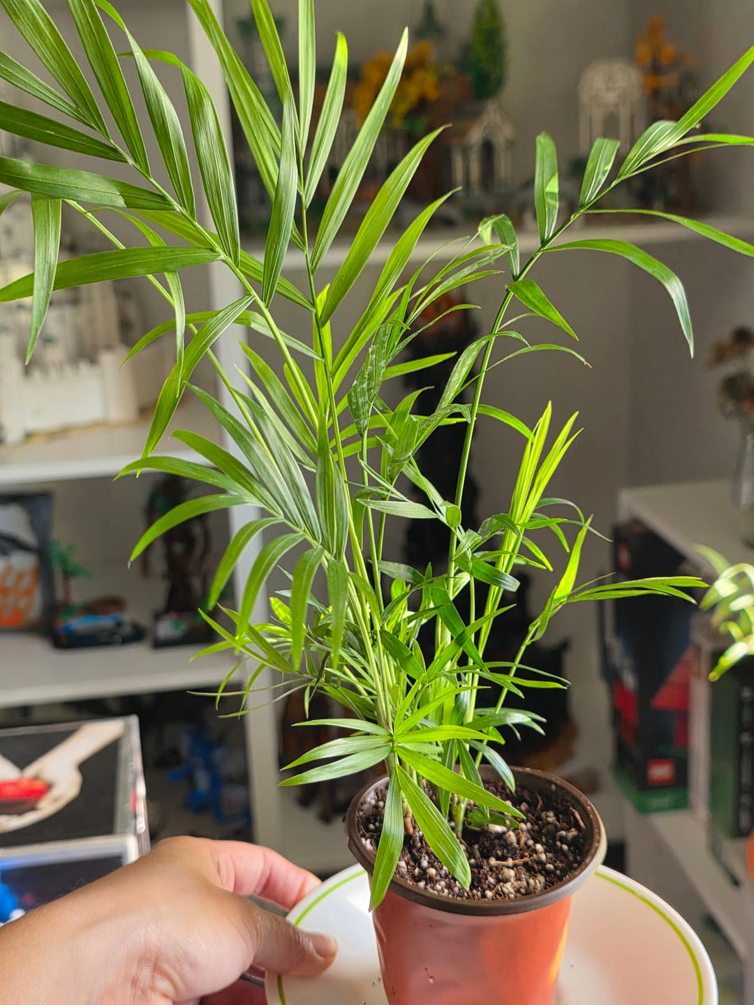Customer photo review of Parlour Palm Indoor Plant - Easy Care Low Light House plant - Air Purifier Plant in Pot - Parlour Palm- EXACT plant as pictures