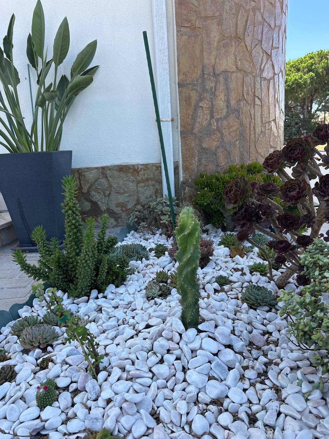 Customer photo review of Cereus Forbesii Spiralis, cacto parafuso