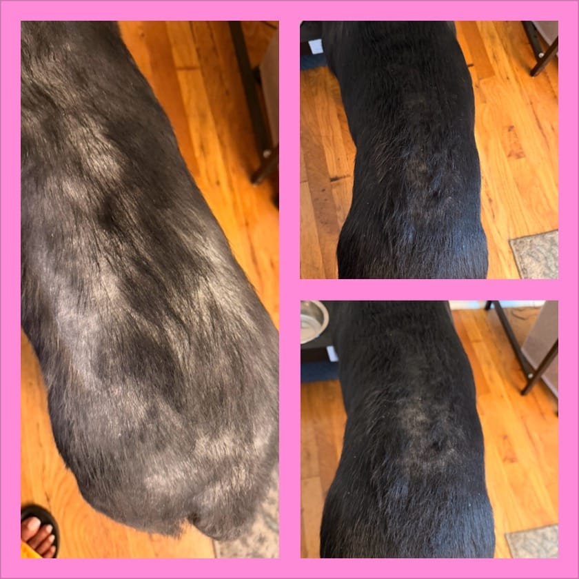 Customer photo review of Best in Show Bundle