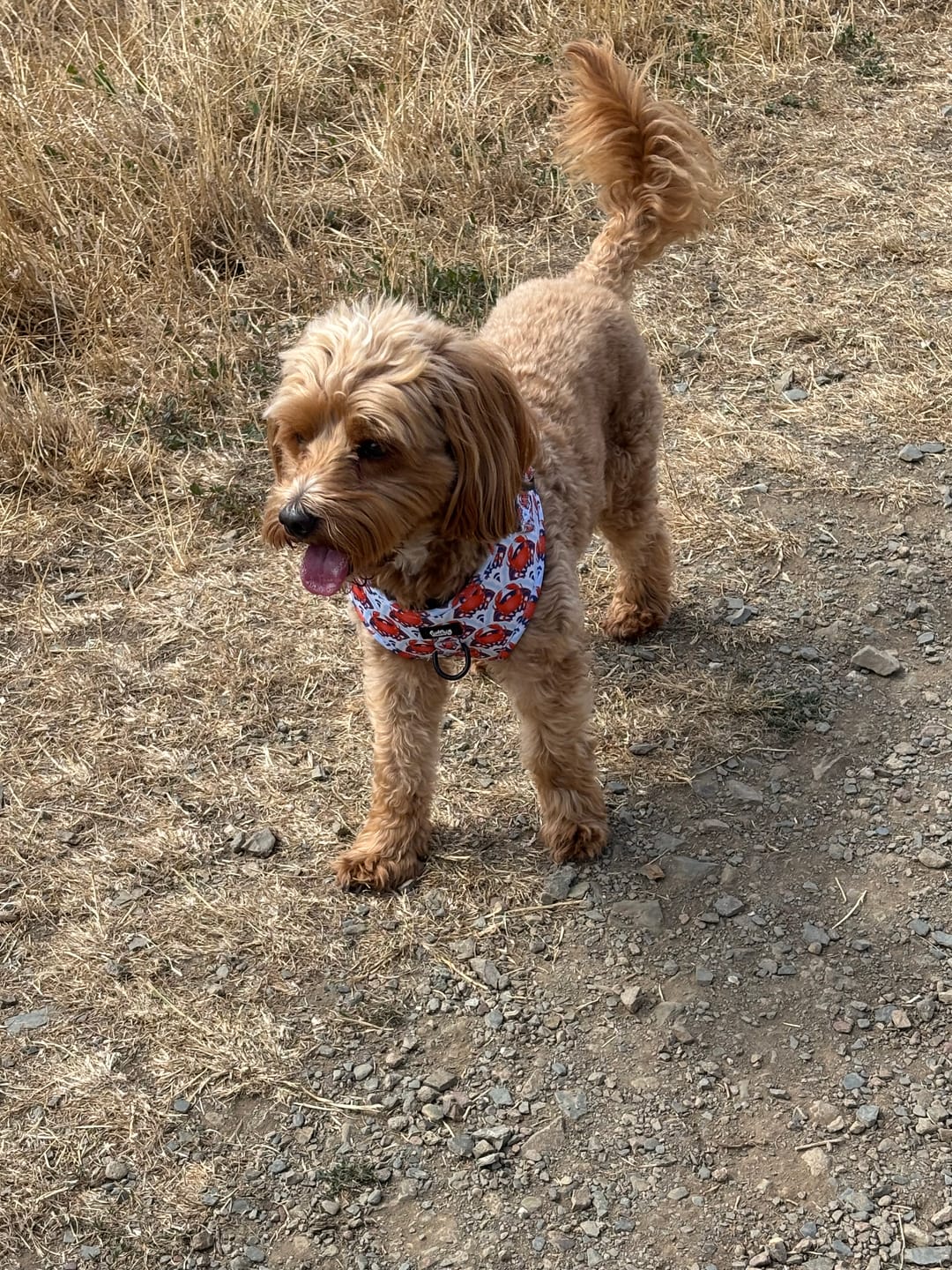 Customer photo review of Adjustable Dog Harness - Holy Crab