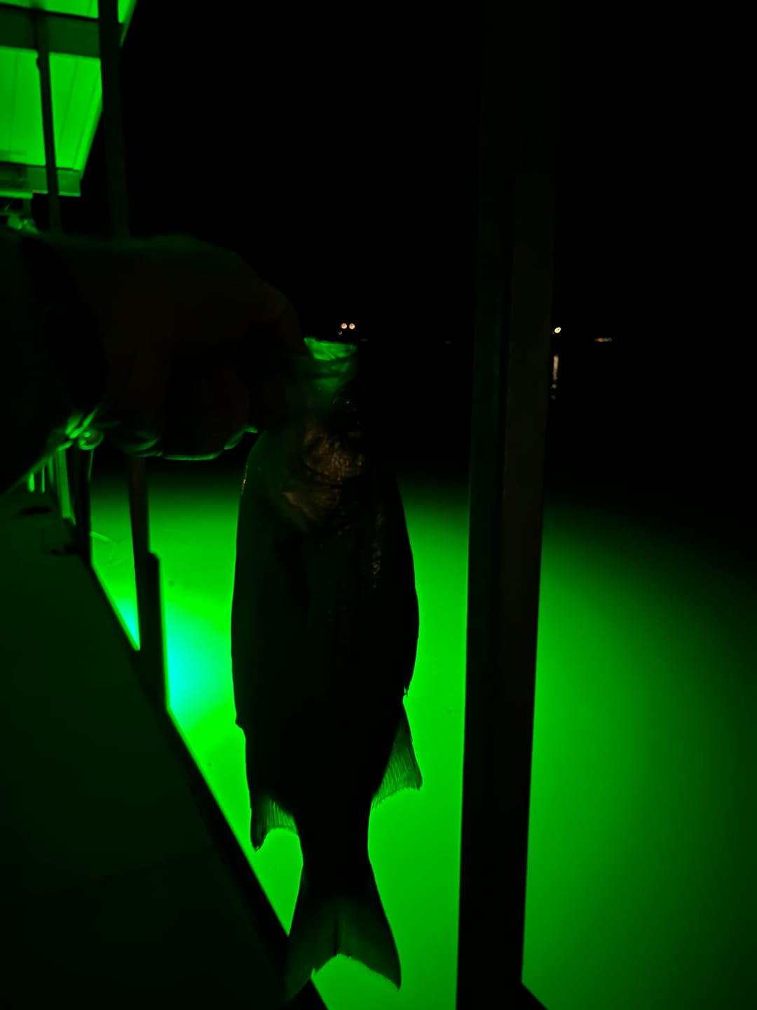 Customer photo review of Sea Floor Dock Light-Green-SF200G