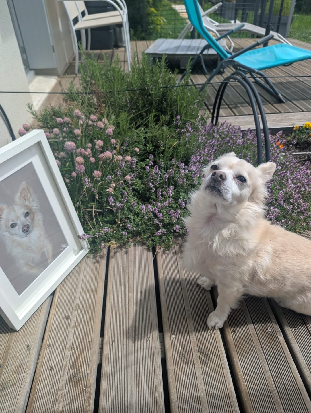 Customer photo review of Croquettes Volaille & Légumes - Chien Sénior