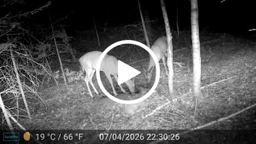 Customer video review of Antler IV Mineral Attractant
