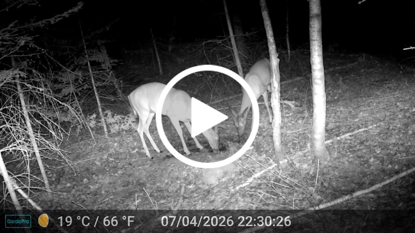Customer video review of Antler IV Mineral Attractant