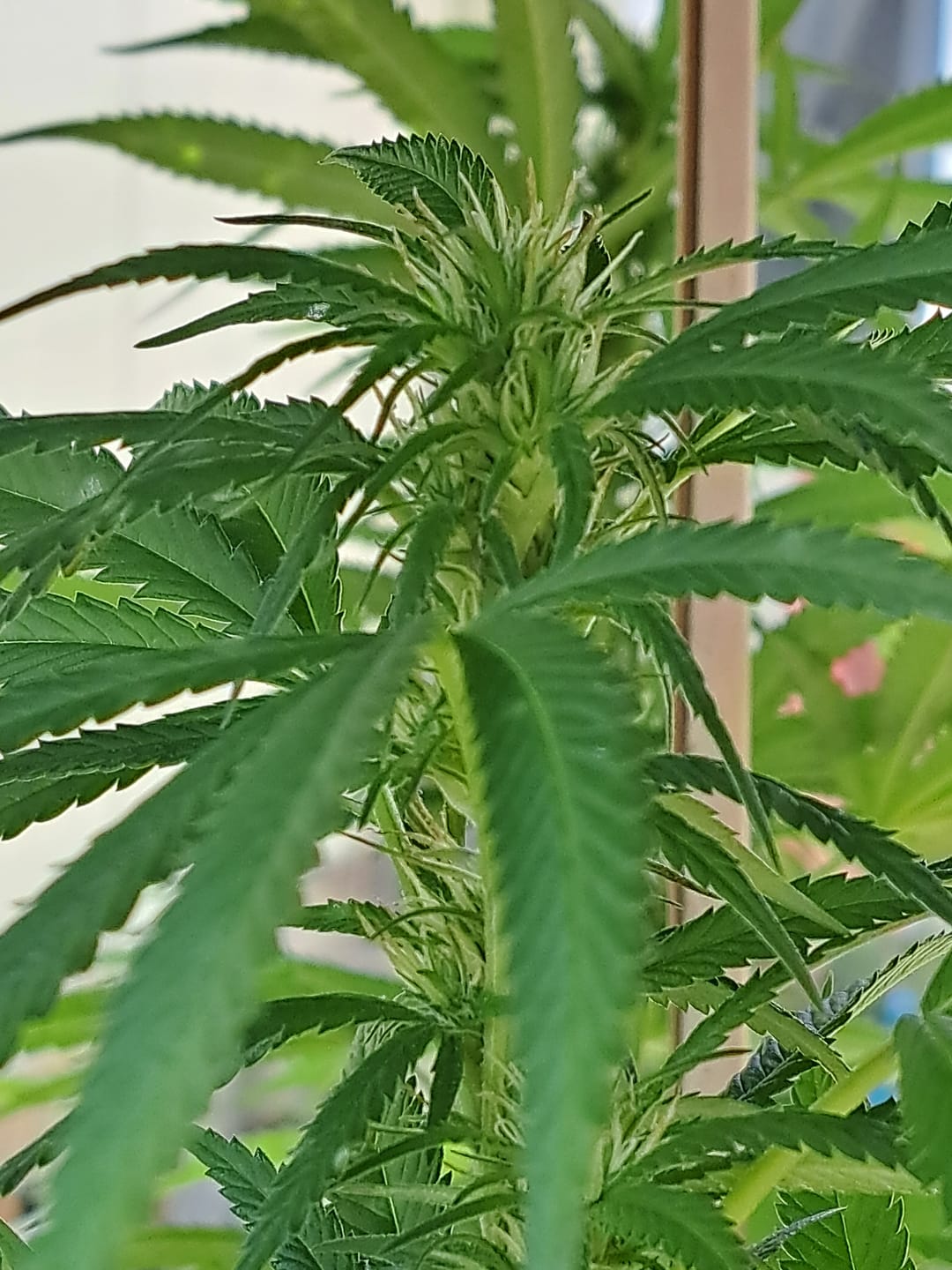 Customer photo review of Plant Juice