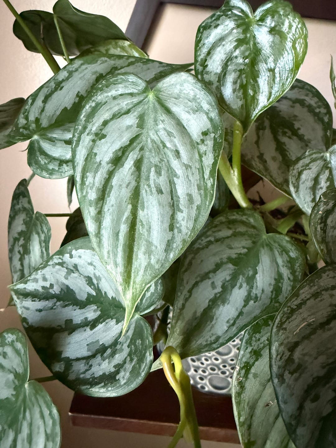 Customer photo review of Philodendron brandtianum