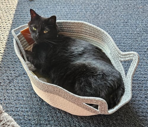 Customer's black cat dozing in a grey, woven Instinct Basket on a carpeted floor.