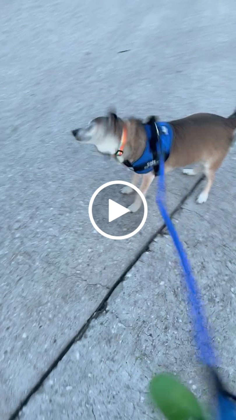 Customer video review of Dogshood ™ Easy On
