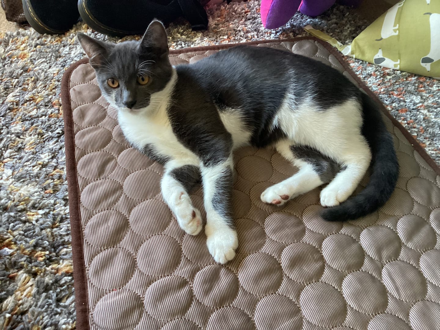 Customer photo review of The Ultimate Cooling Pet Mat